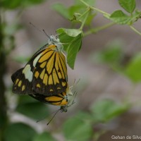 Belenois aurota Fabricius, 1793